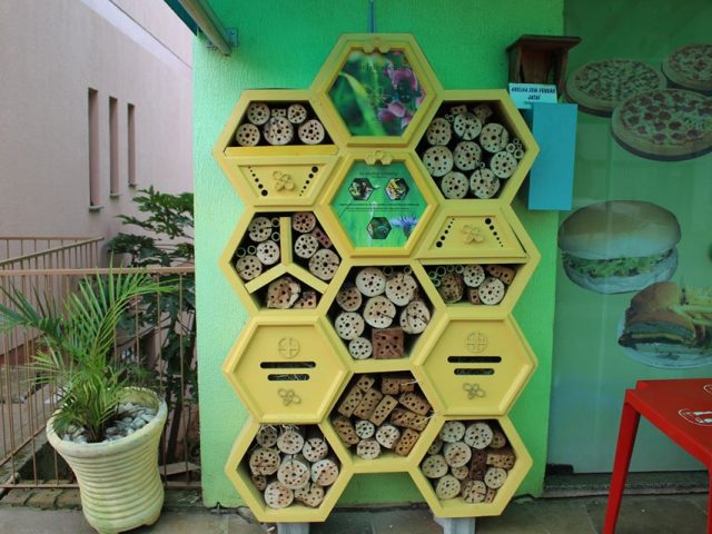 Hotel de abelhas em Tio Hugo abriga insetos polinizadores que perderam seu habitat natural