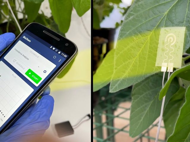 Sensor permite monitorar em tempo real a saúde das lavouras de soja